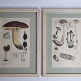 Deux anciennes gravures de champignons aquarellées XIXème siècle d'après G. Bernard