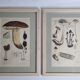 Two old engravings of watercolor mushrooms nineteenth century after G. Bernard
