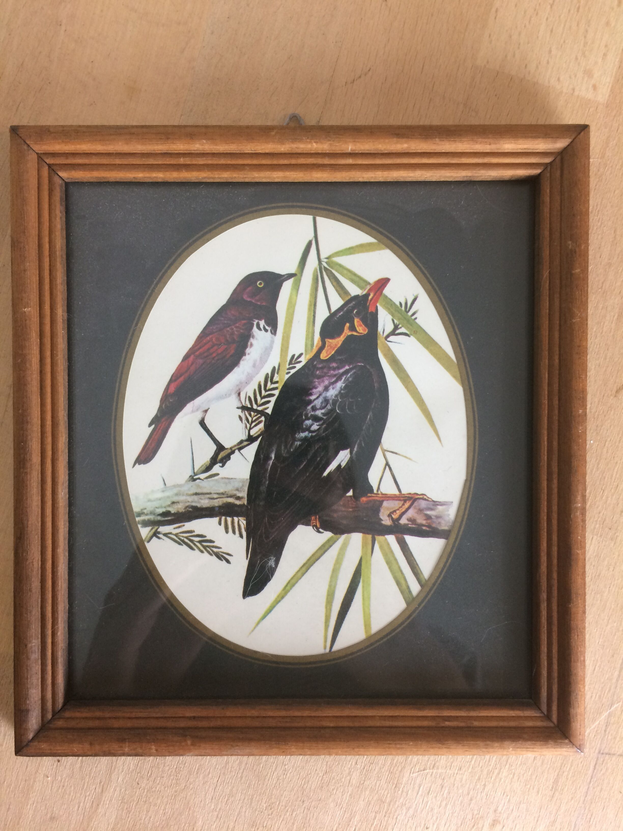 Bird illustrations under frame