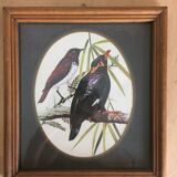 Bird illustrations under frame