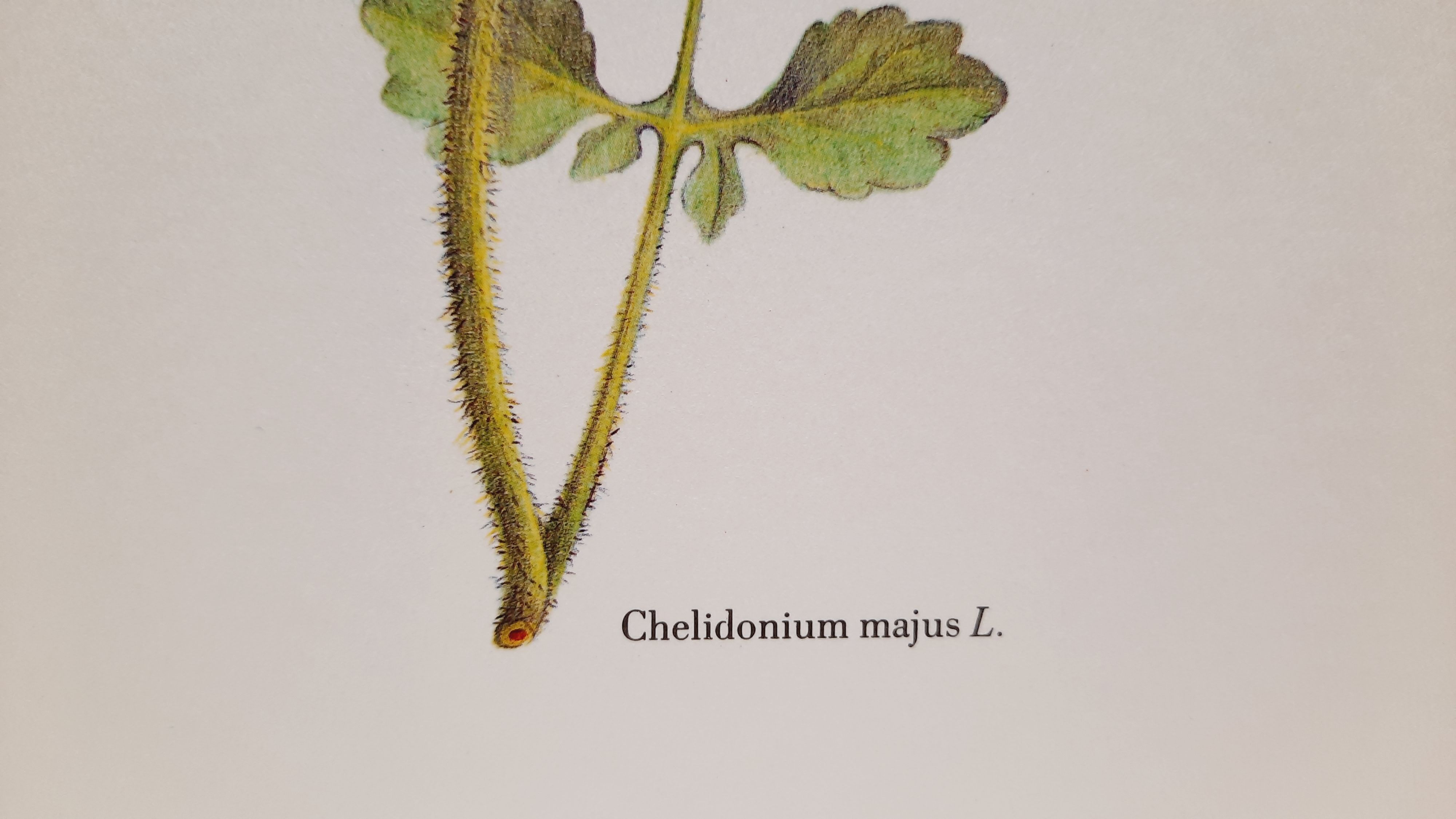 Planche botanique chelidoine