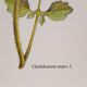 Planche botanique chelidoine