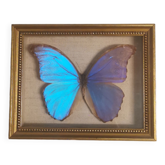 Real Morpho Didius Butterfly
