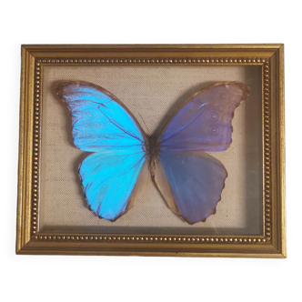 Véritable Papillon Morpho Didius