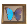 Véritable Papillon Morpho Didius