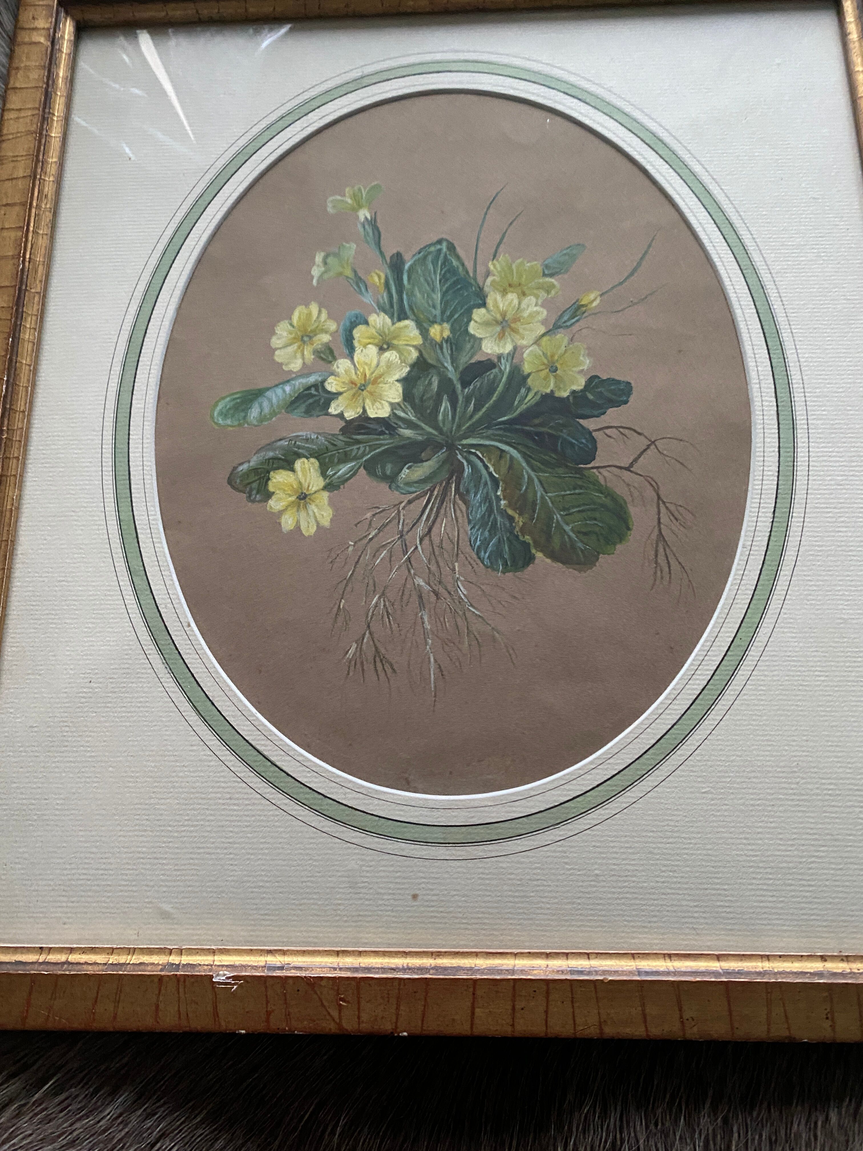 Watercolor "Primroses" XIX