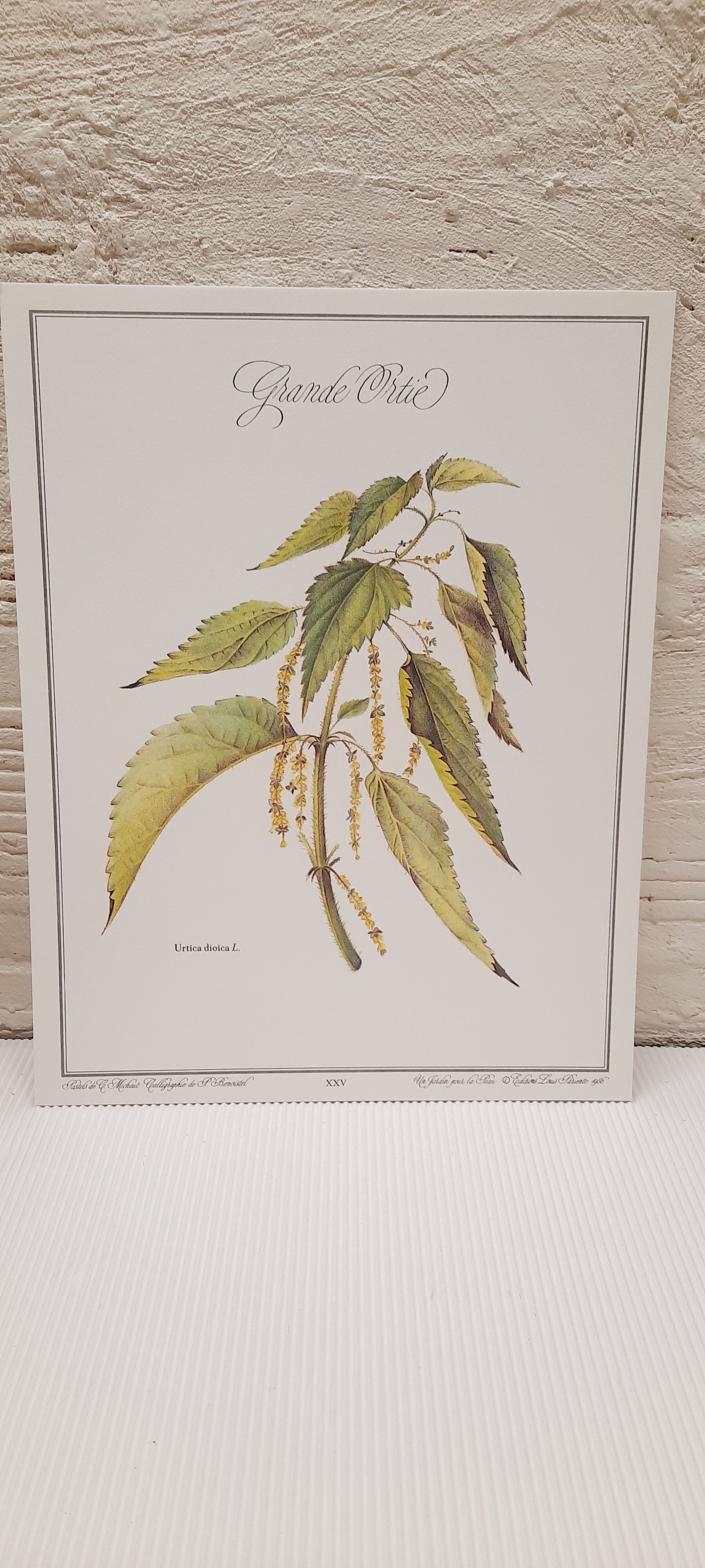Botanical plate, nettle
