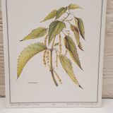 Botanical plate, nettle