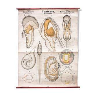 Displays educational tunicata, 1876