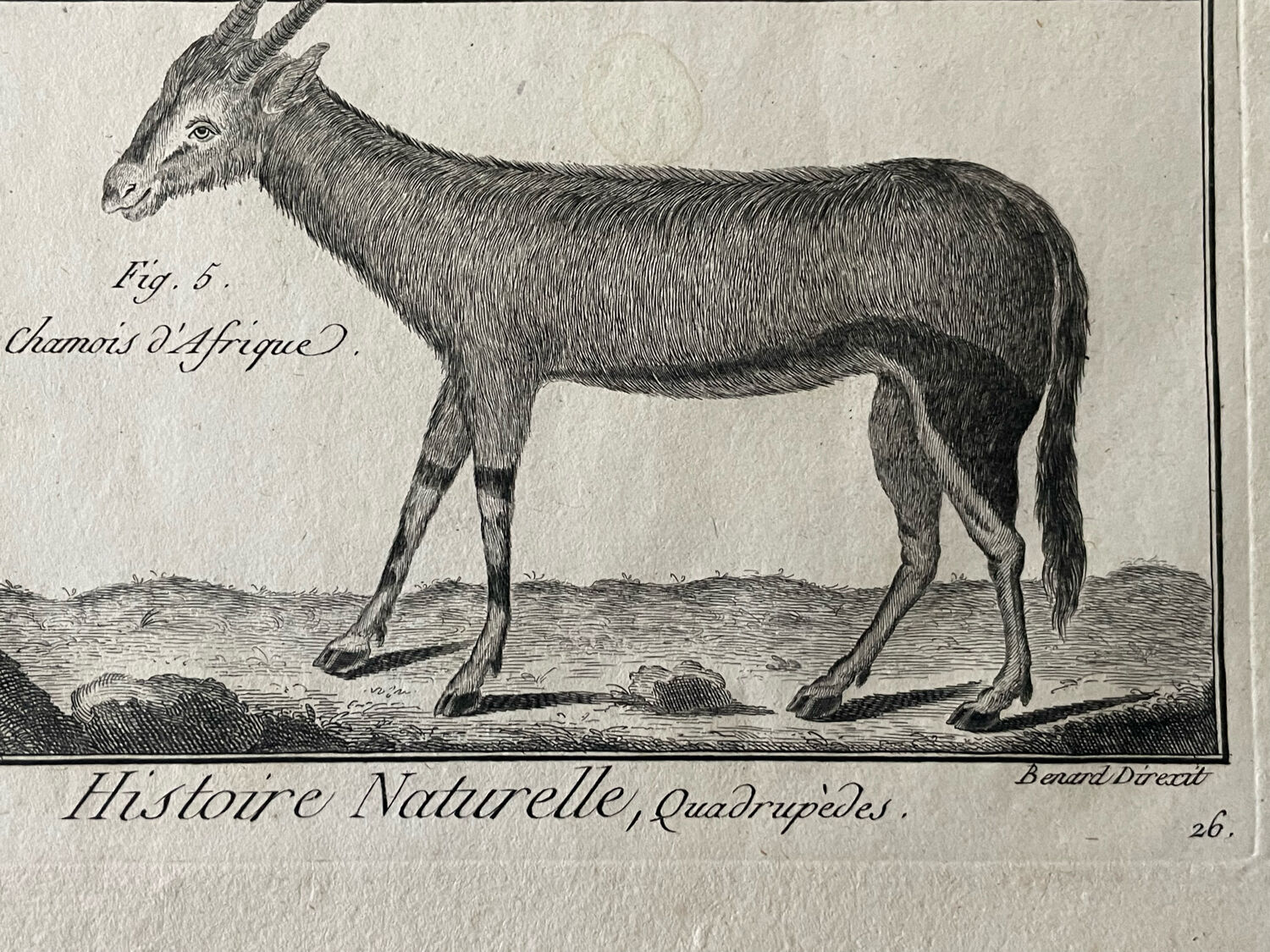 Book XVIIIth buffon, bonnaterre, natural history, quadrupeds, mammals