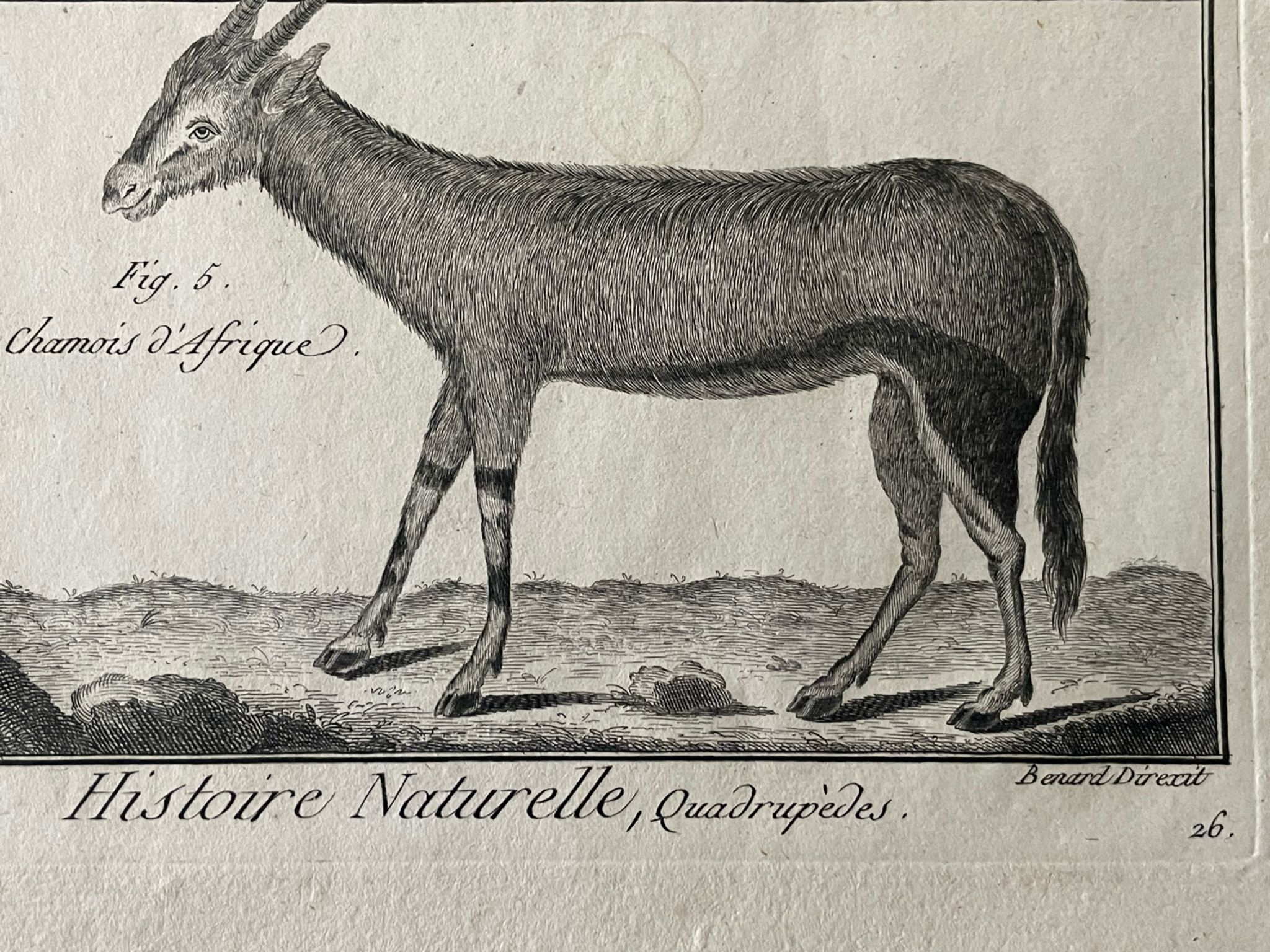 Livre XVIIIe buffon, bonnaterre, histoire naturelle, quadrupèdes, mammifères