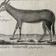 Livre XVIIIe buffon, bonnaterre, histoire naturelle, quadrupèdes, mammifères