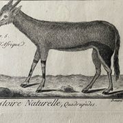 Livre XVIIIe buffon, bonnaterre, histoire naturelle, quadrupèdes, mammifères