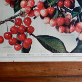 Old cherry poster