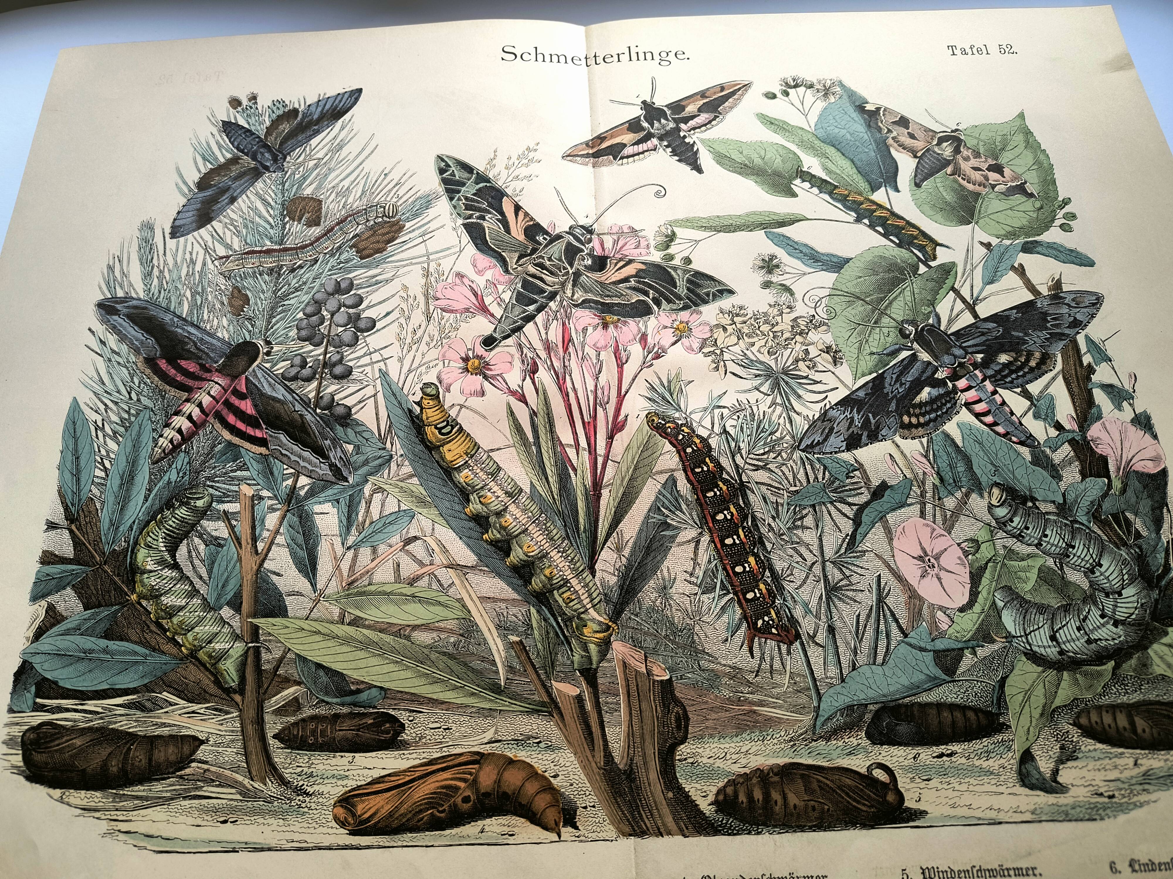 Old engraving from 1886 - Sphinx Butterflies (1) - Zoological lithograph