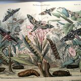 Old engraving from 1886 - Sphinx Butterflies (1) - Zoological lithograph