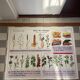 Affiche pédagogique vintage