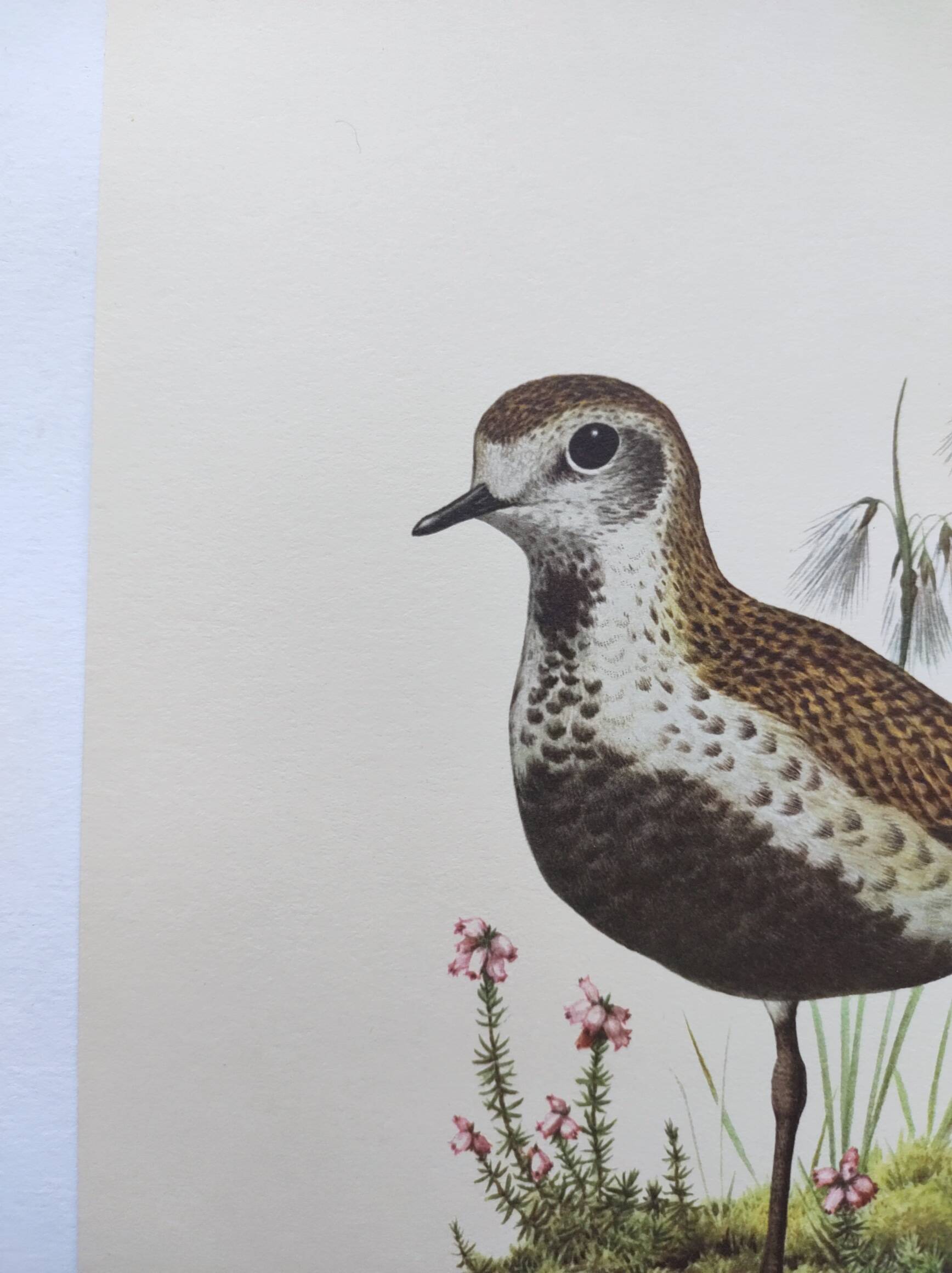 Old bird illustration from the 1960s - Golden Plover - Animal and nature plate