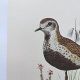 Old bird illustration from the 1960s - Golden Plover - Animal and nature plate