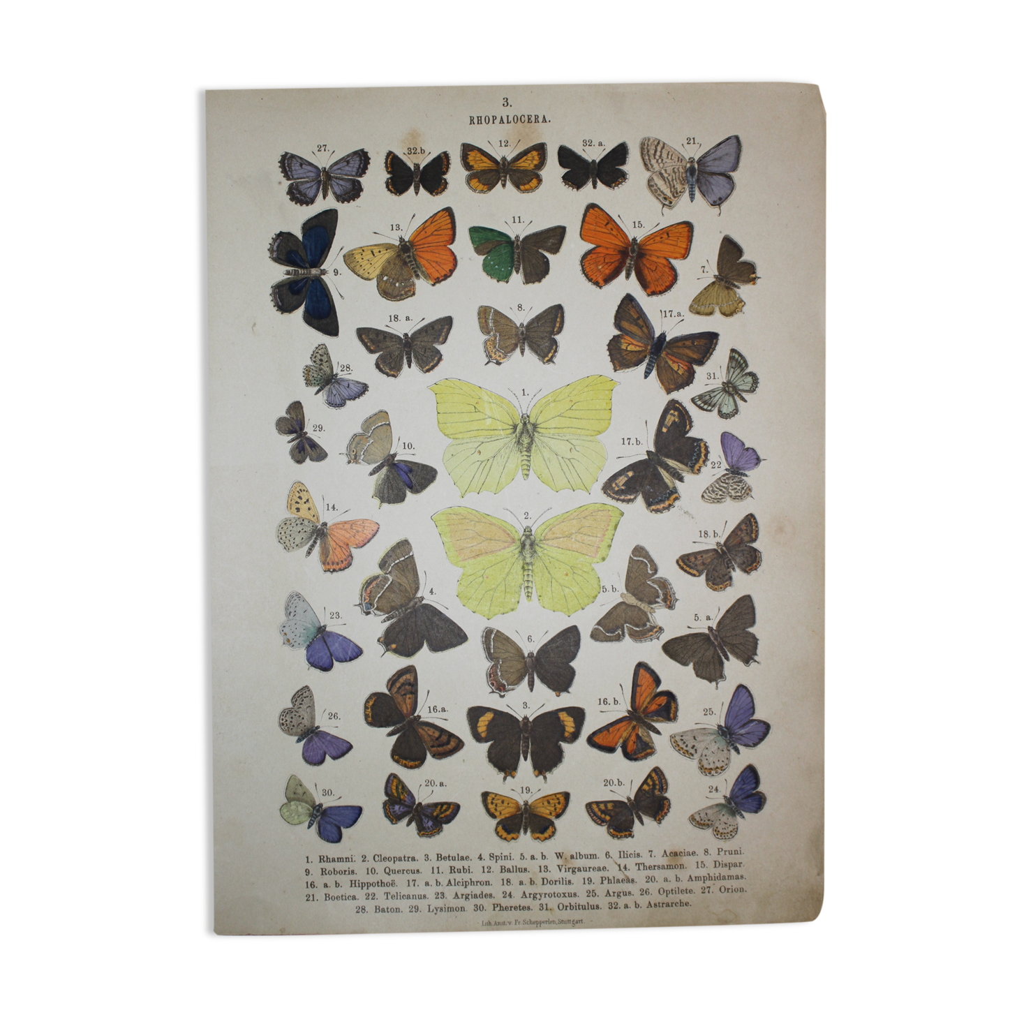 Rhamni butterflies, illustration from 1887 antique print, lepidoptere original insect plate