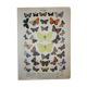 Rhamni butterflies, illustration from 1887 antique print, lepidoptere original insect plate