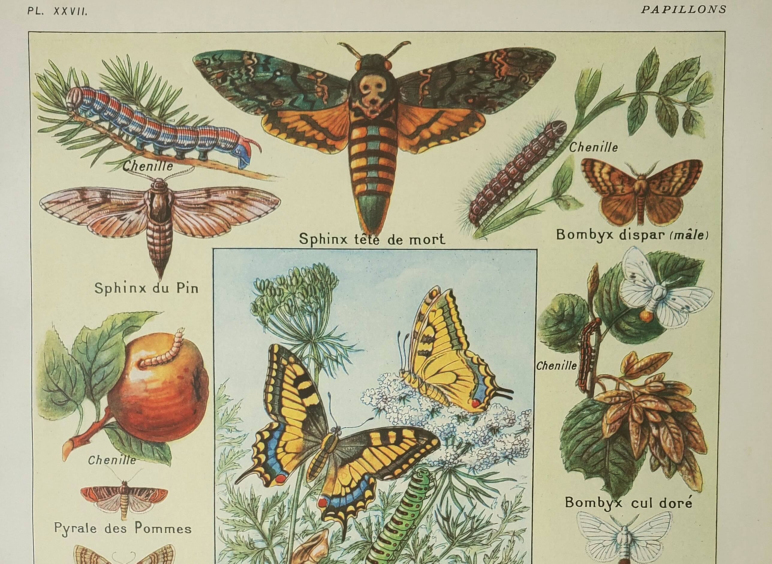 Gravure ancienne 1922, Papillon, chenille, insectes, ntomologie • Lithographie, illustration origina