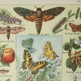 Gravure ancienne 1922, Papillon, chenille, insectes, ntomologie • Lithographie, illustration origina