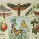 Antique engraving 1922, Butterfly, caterpillar, insects, entomology • Lithograph, original illustration