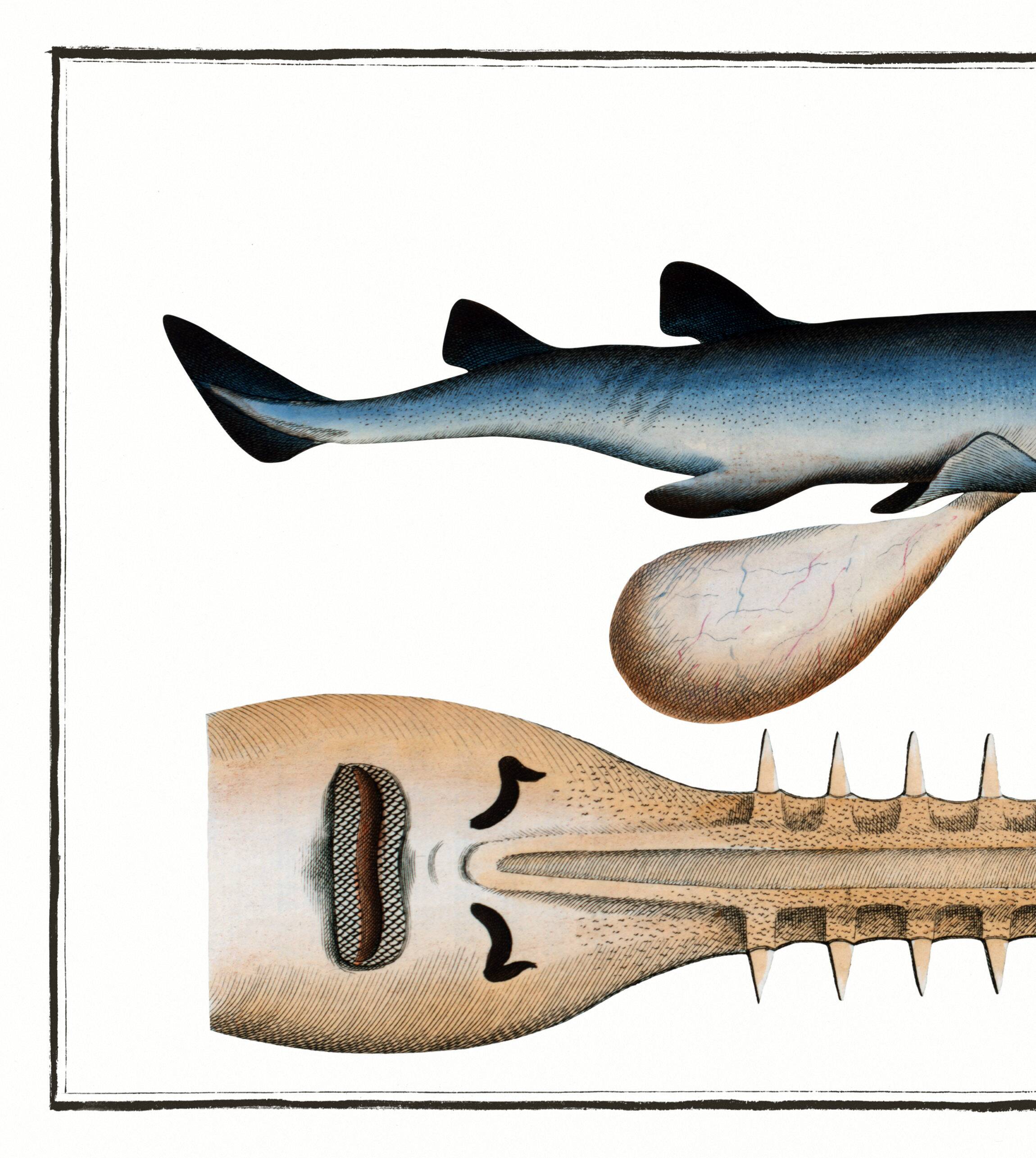 Poster about the sawfish, based on an old engraving from 1746.