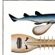 Poster about the sawfish, based on an old engraving from 1746.
