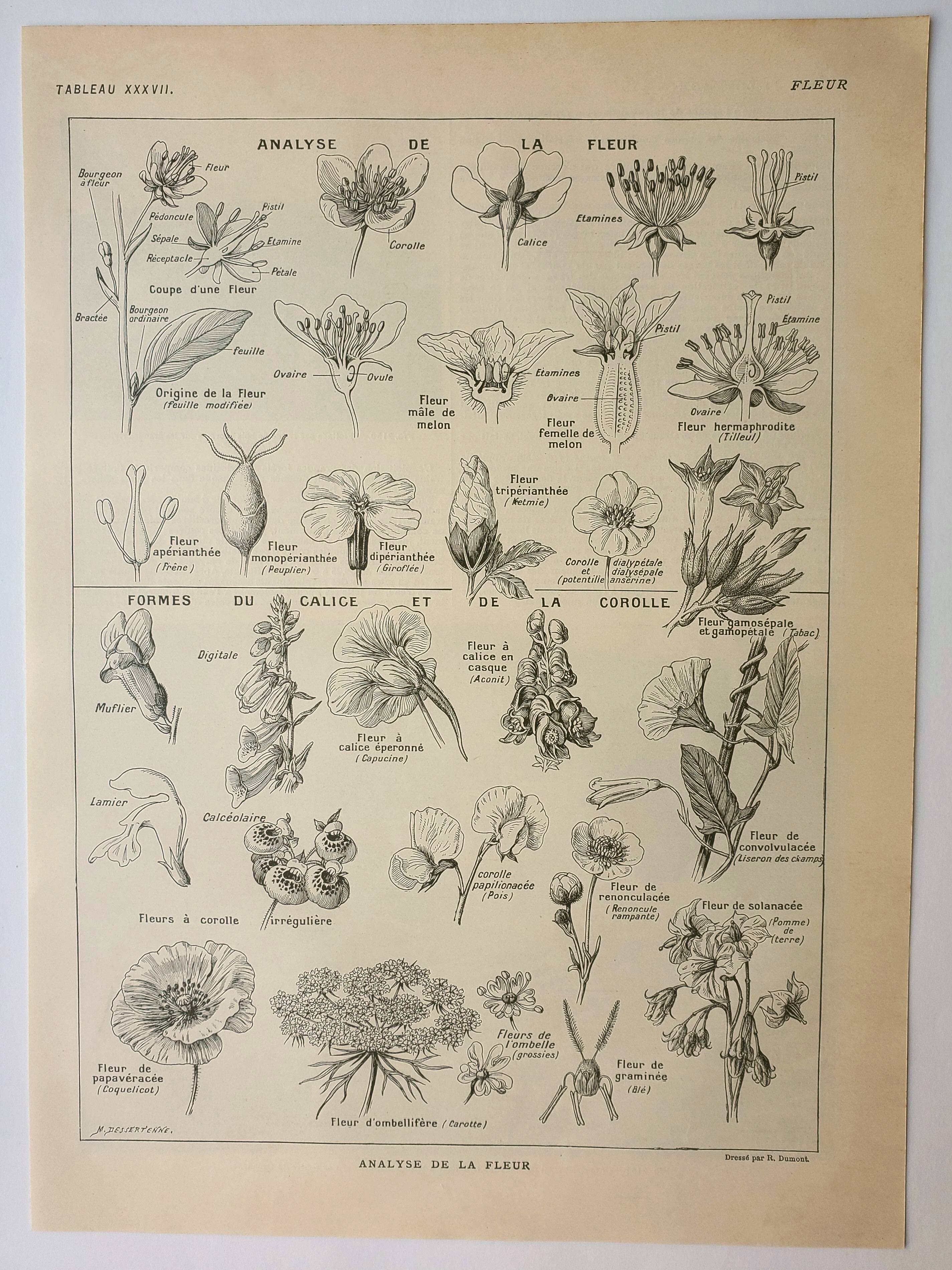 Old lithograph 1922, Type of flower, botany, calyx, corolla • Engraving, original illustration