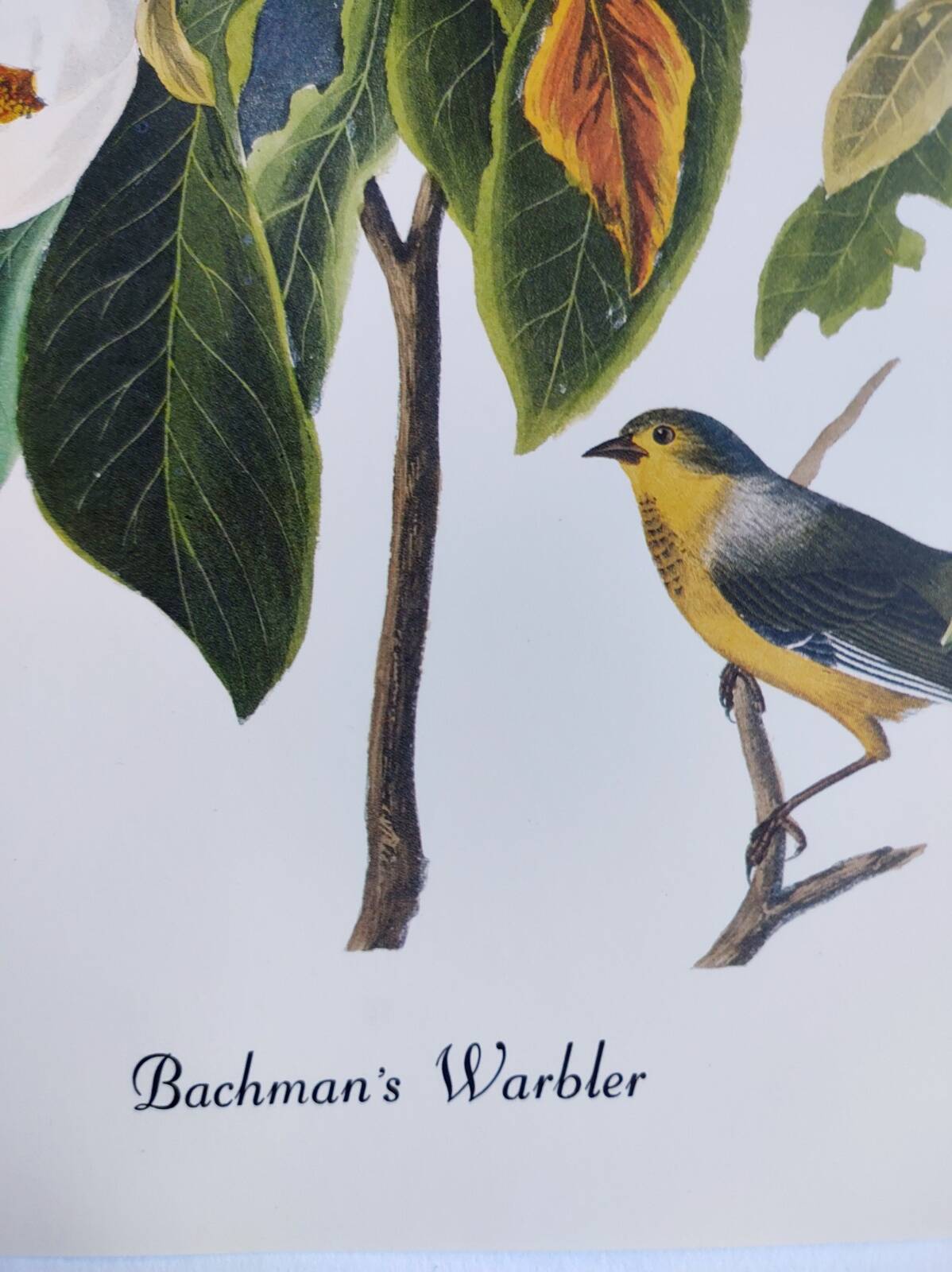 Bird board by JJ Audubon - Bachman's Warbler - 🐦 Zoological and ornithological illustration