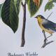 Bird board by JJ Audubon - Bachman's Warbler - 🐦 Zoological and ornithological illustration