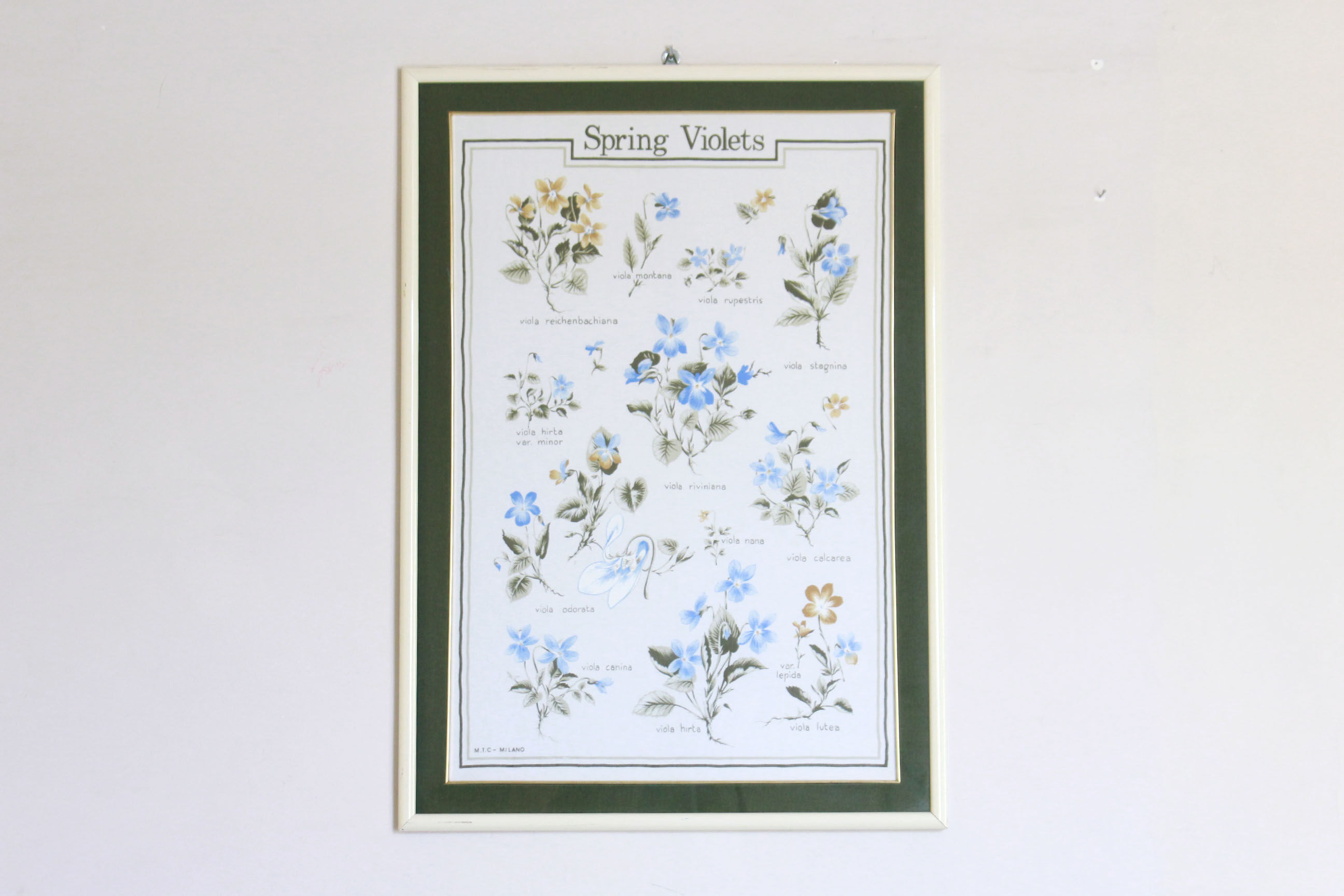 1960s vintage violets flowers chart poster