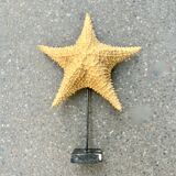 XXL - 46 cm Large old natural starfish on marble base cabinet of curiosities