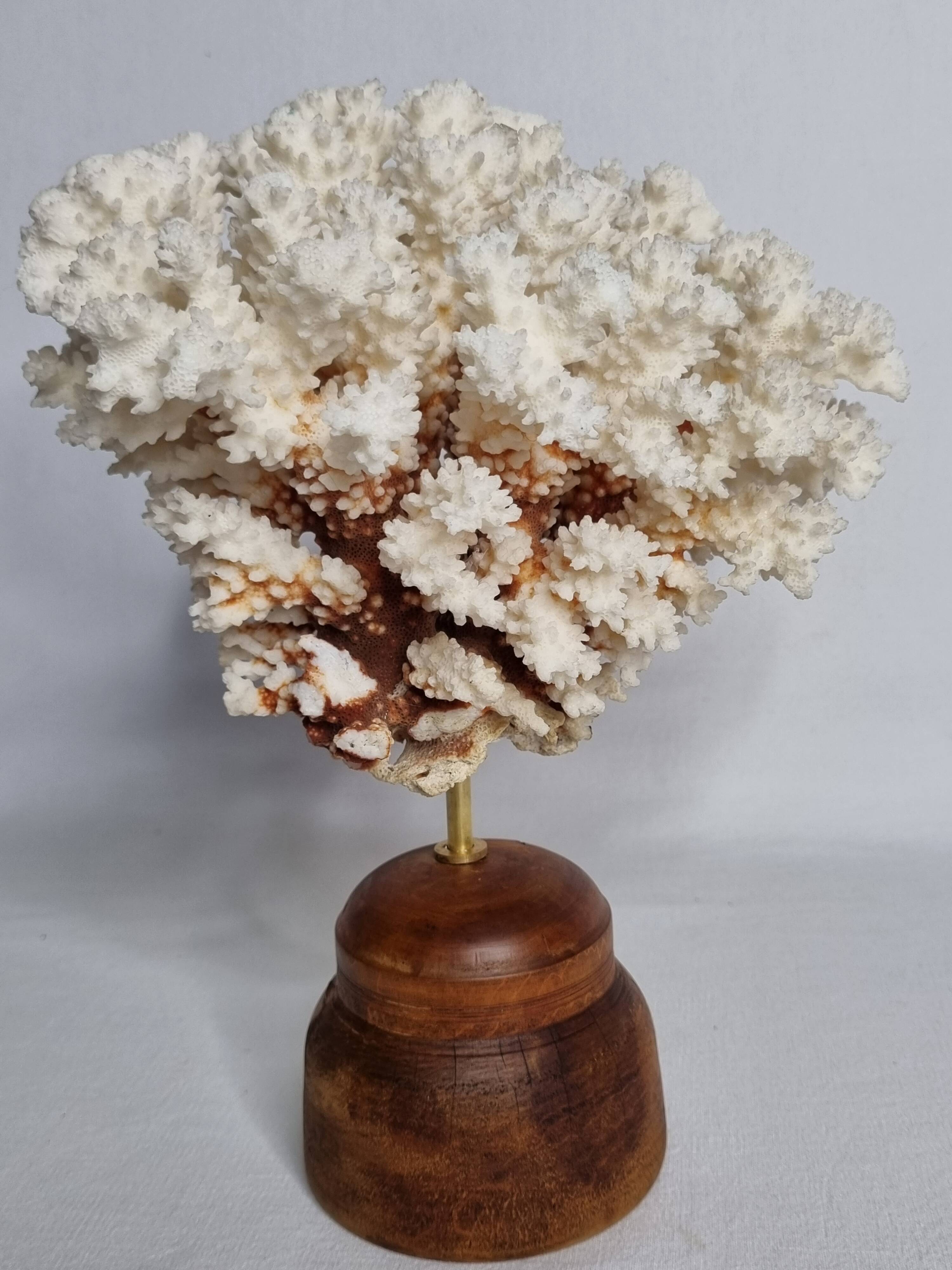 Antique natural white coral on turned wooden base, H25 cm