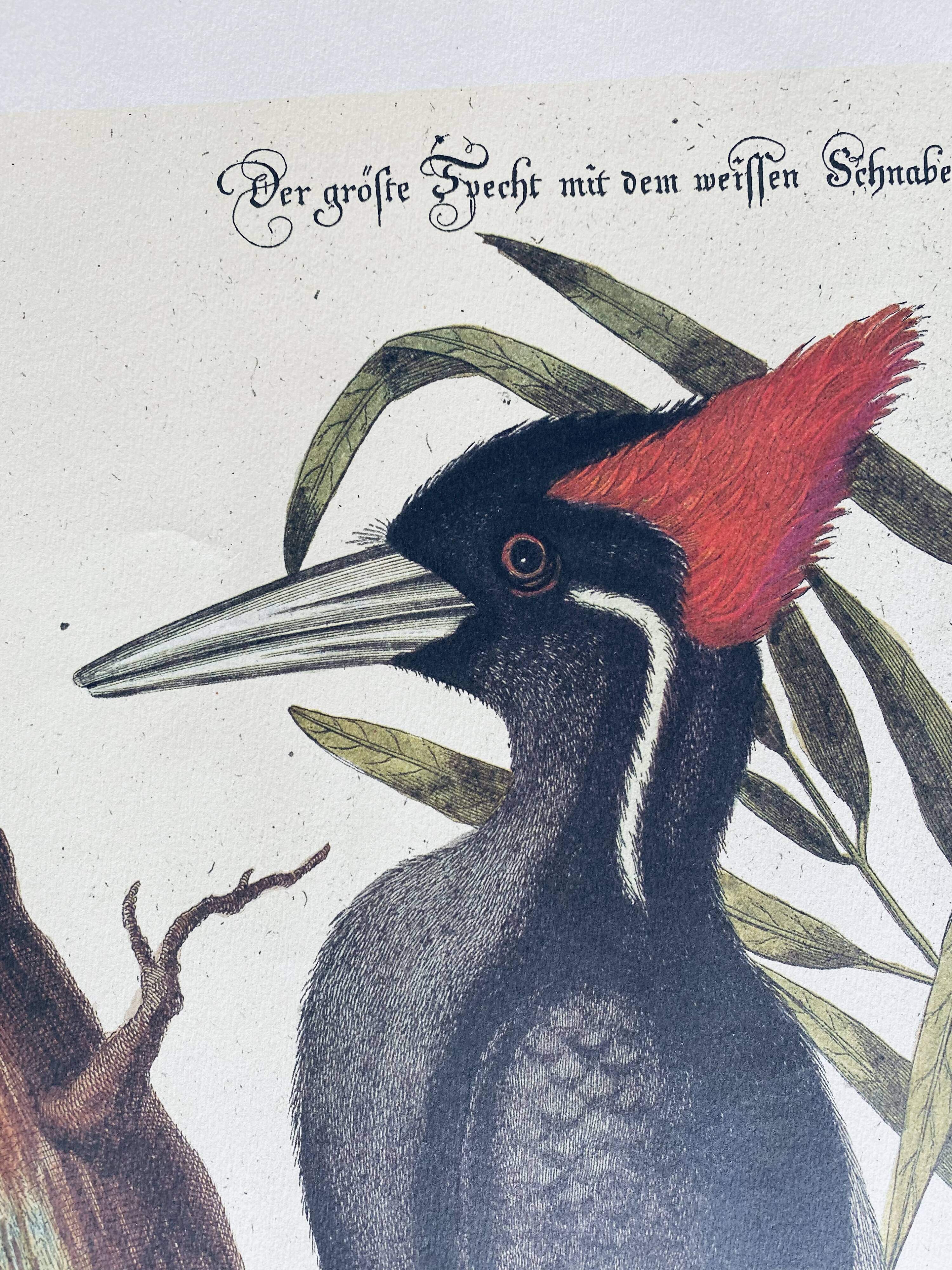 Ancient ornithological engraving, green peak
