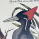 Ancient ornithological engraving, green peak