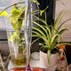 Neodymium Soliflore Vase "Alexandrite" - Sergio Asti for Arnolfo di Cambi