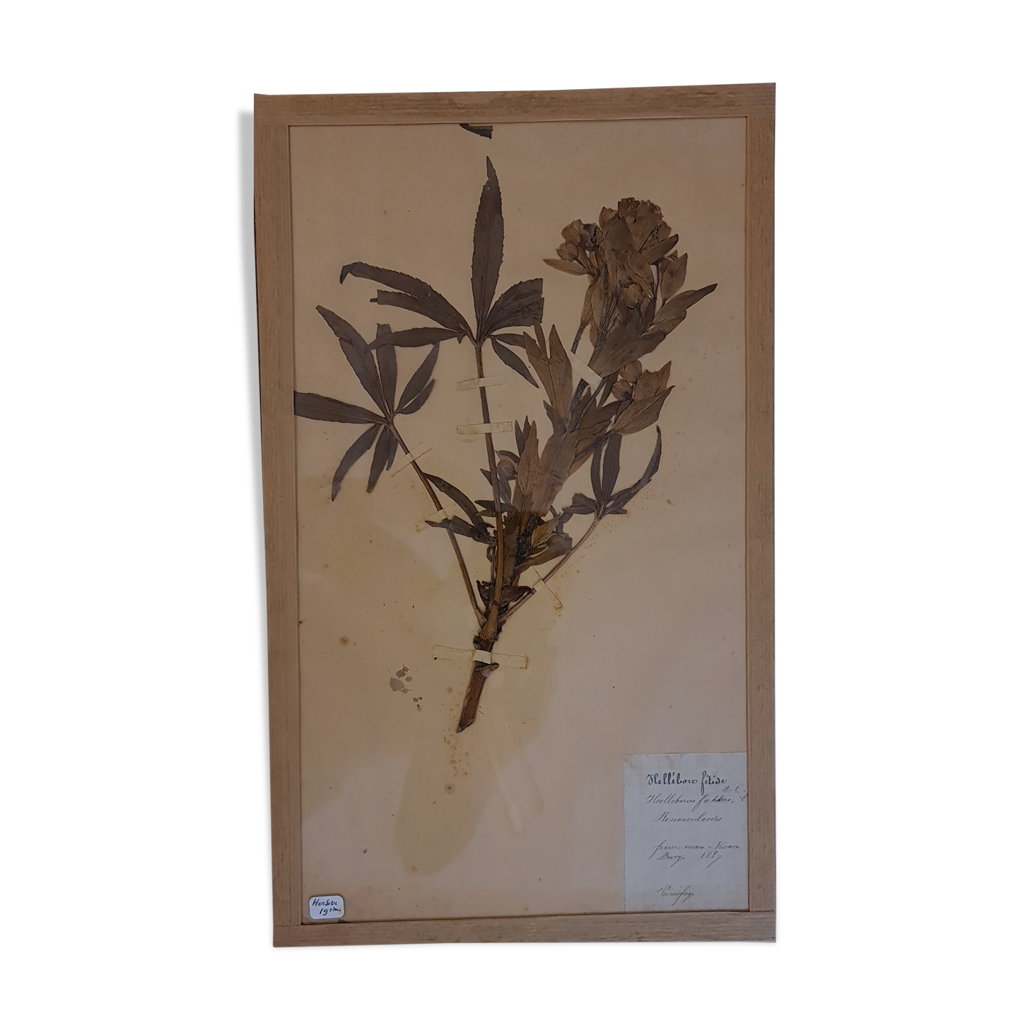 19th herbarium plank