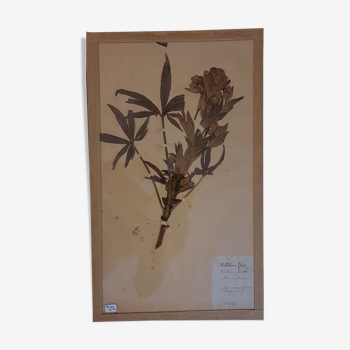 19th herbarium plank