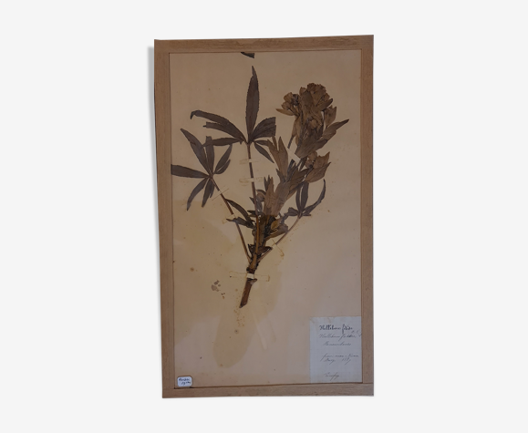 Planche d'herbier 19ème