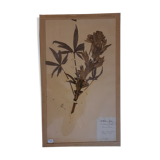 19th herbarium plank