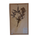 19th herbarium plank