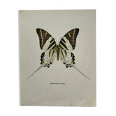 Gravure ancienne papillon planche botanique vintage