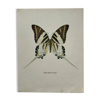 Vintage botanical print of an old butterfly.