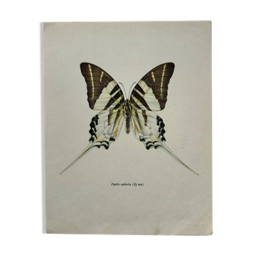 Vintage botanical print of an old butterfly.