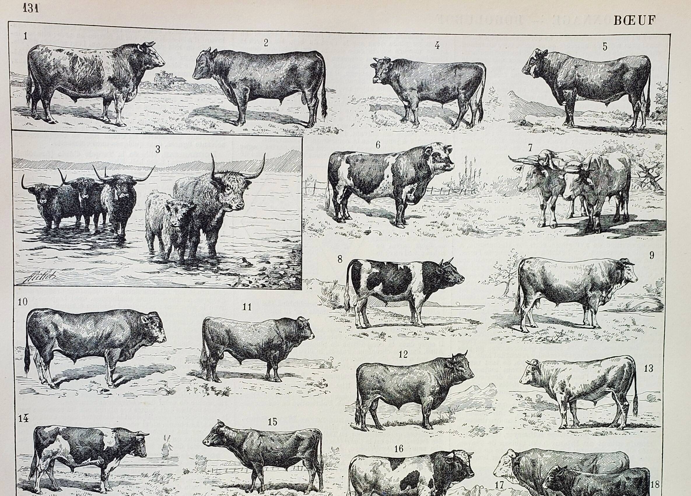Old engraving 1898, Ox, cow, bull, calf • Lithograph, Original plate