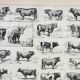 Old engraving 1898, Ox, cow, bull, calf • Lithograph, Original plate