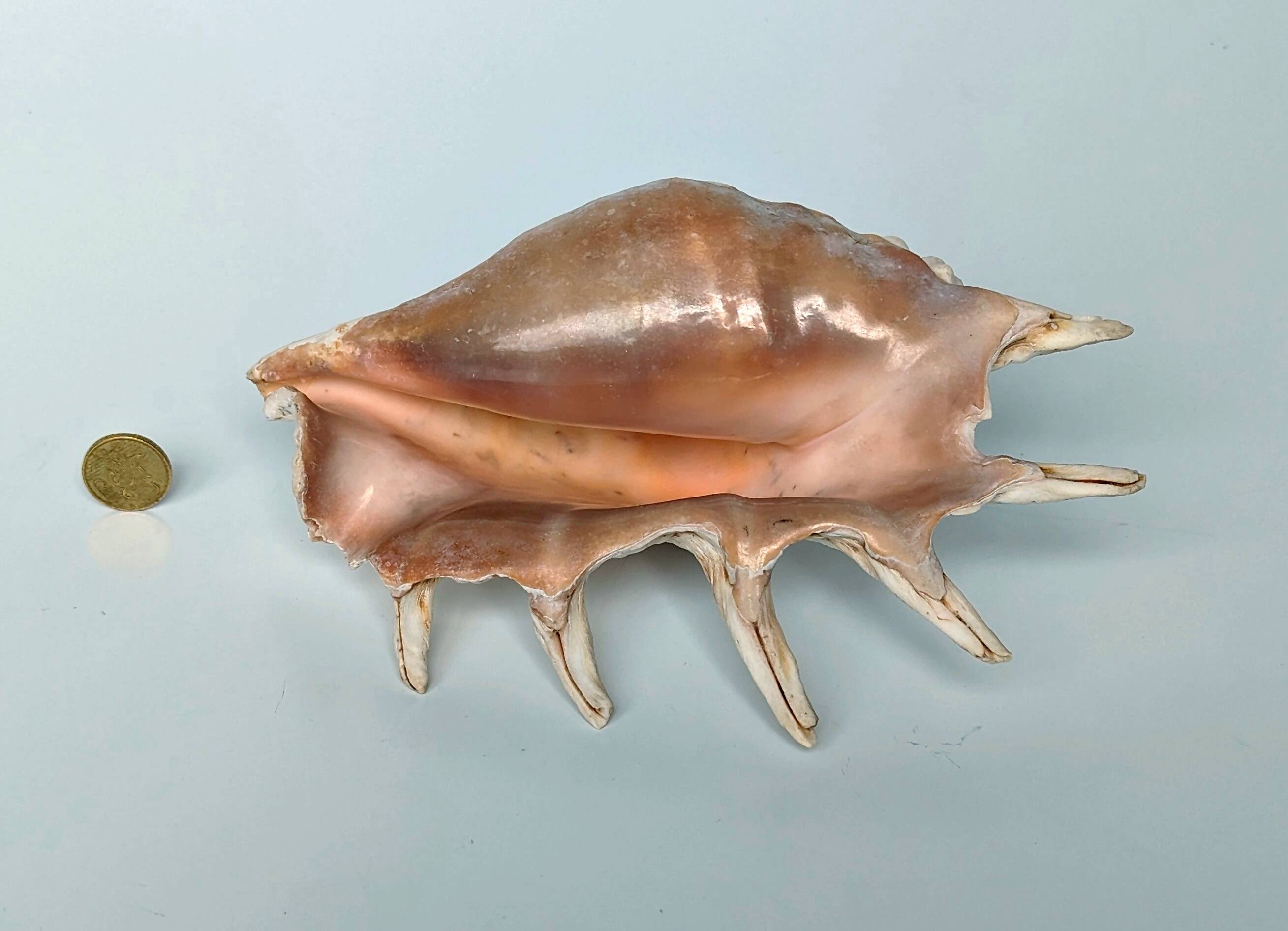 Large pink shell - Large Lambis - Strombidae - Lambis Truncata with 7 digitizations